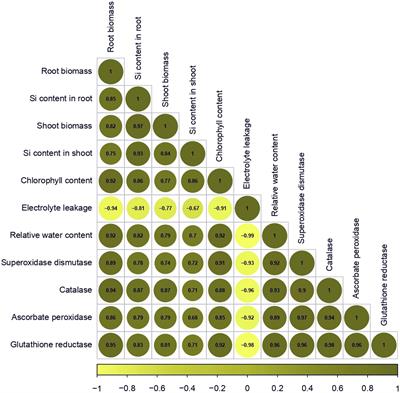 Silicate solubilizing and plant growth promoting bacteria interact with biogenic silica to impart heat stress tolerance in rice by modulating physiology and gene expression